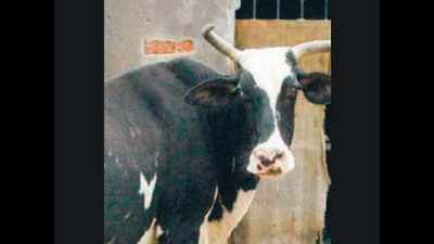 'Gur-chana' fed to cattle at Gorakhpur shelter homes