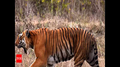 Maharashtra: Despite measures, tiger reserves not performing better than non-tiger ones