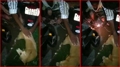 Miscreants tie firecracker to dog's tail in Karnataka's Shivamogga, video goes viral