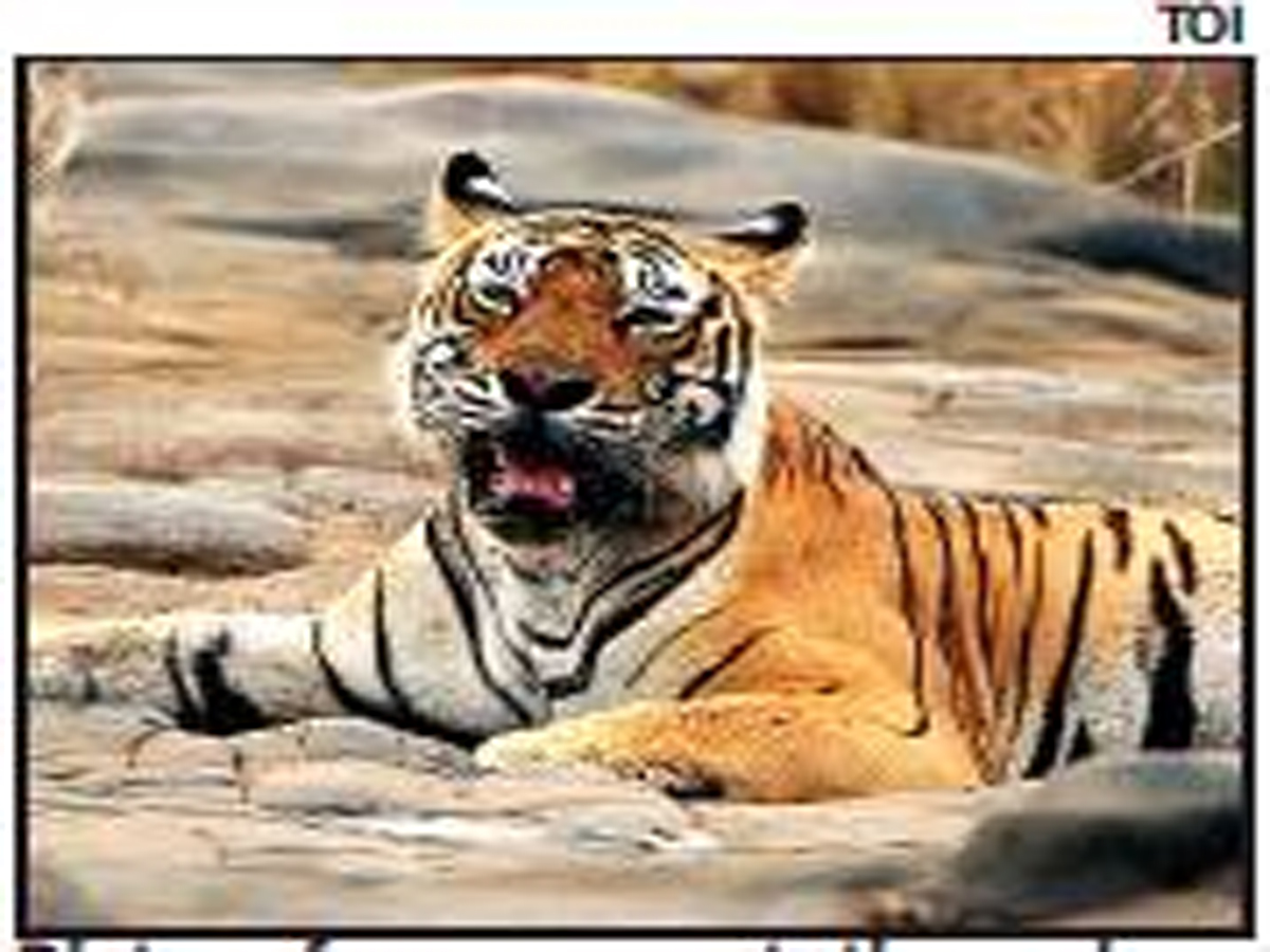 Forest wing seeks info on Ranthambore safari ban breach Jaipur News