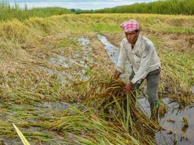 October rain damages a third of kharif crops in Maharashtra