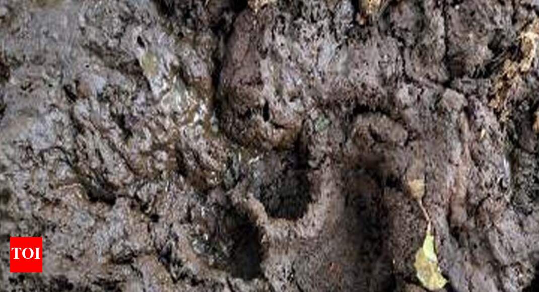 Tiger spotted in Marathwada after 40 years