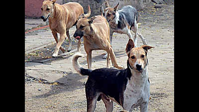 Stray dogs bit over 7,000 in Vadodara in just 10 months
