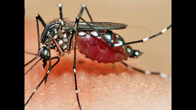 Dengue spreads panic in Ambala, 125 confirmed cases