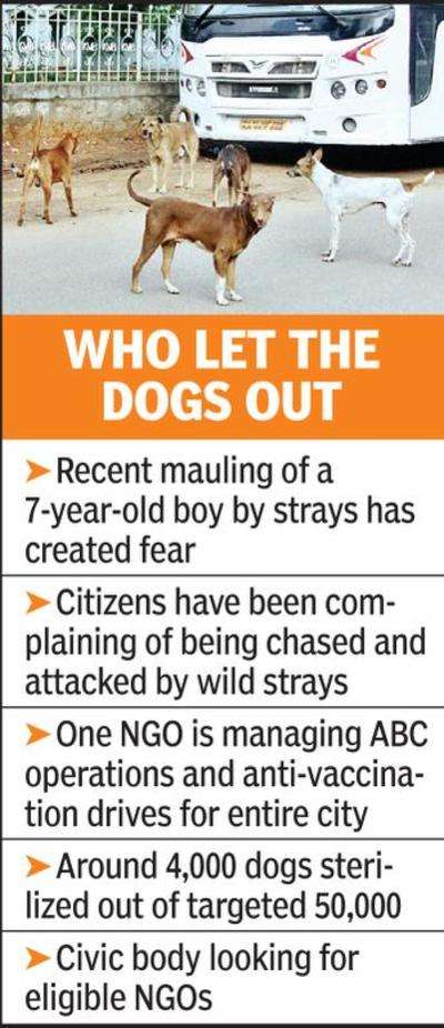 City grapples with stray fear, NMC calls out NGOs | Nagpur News - Times of  India