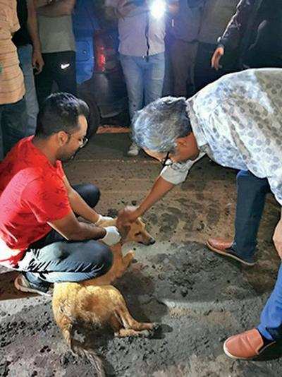 DRM Bhopal leads 7-hour rescue operation to save stray, newborn puppies |  Bhopal News - Times of India