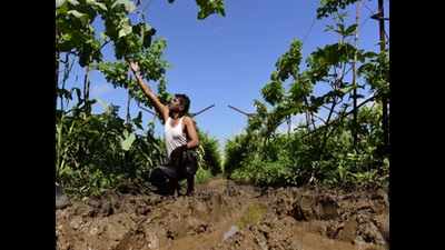 Maharashtra: Post-monsoon rain damages crops on 1.36 lakh hectare