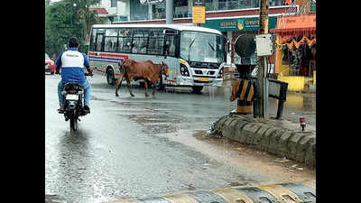 Vadodara: Heavy rain lashes Godhra town