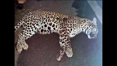 Maharashtra: Female leopard critical after highway accident in Junnar