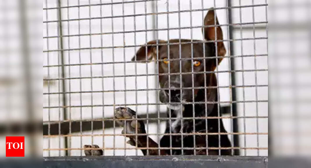 Chennai dog care centre accused of animal cruelty Chennai News