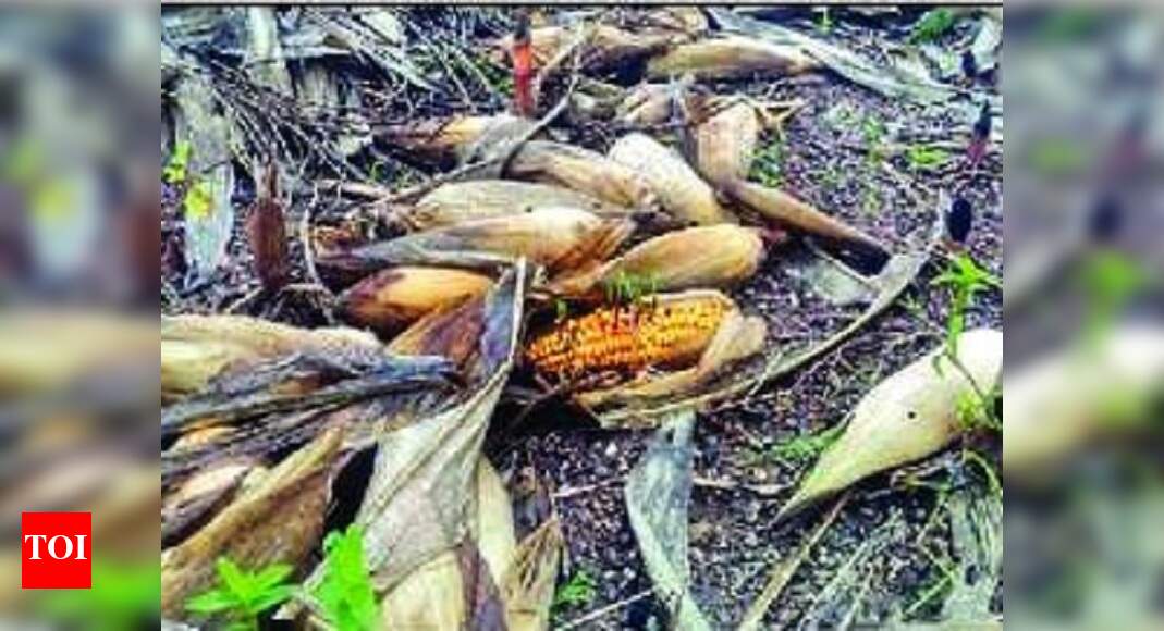 Rain likely to hit rabi crops, areas reduced by 35% | Nashik News ...