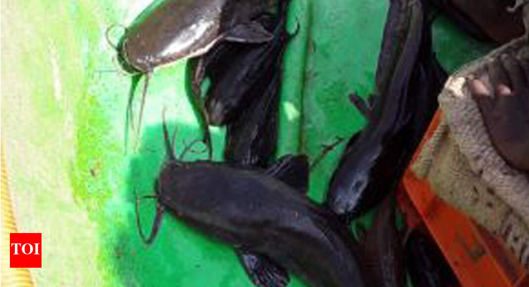 Catfish rearing in RR Nagar lakes worries greens Bengaluru News