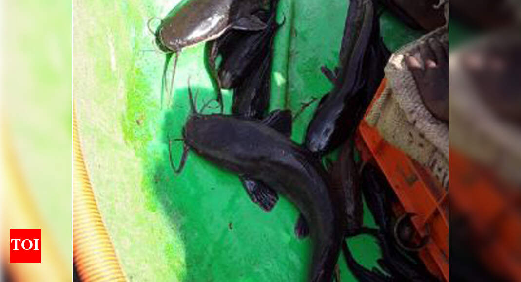 Catfish rearing in RR Nagar lakes worries greens Bengaluru News