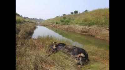 Gaur trapped in Gosikhurd canal dies