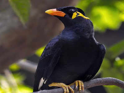 Chhattisgarh's Hill Mynah dies in captivity, birders against captive breeding