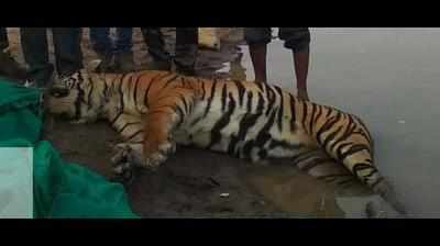 Tiger stuck in Shirna river drowns