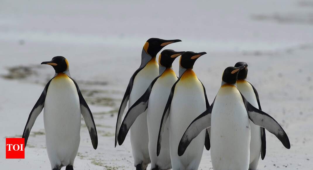 Emperor penguins marching towards extinction in a warming world: Study