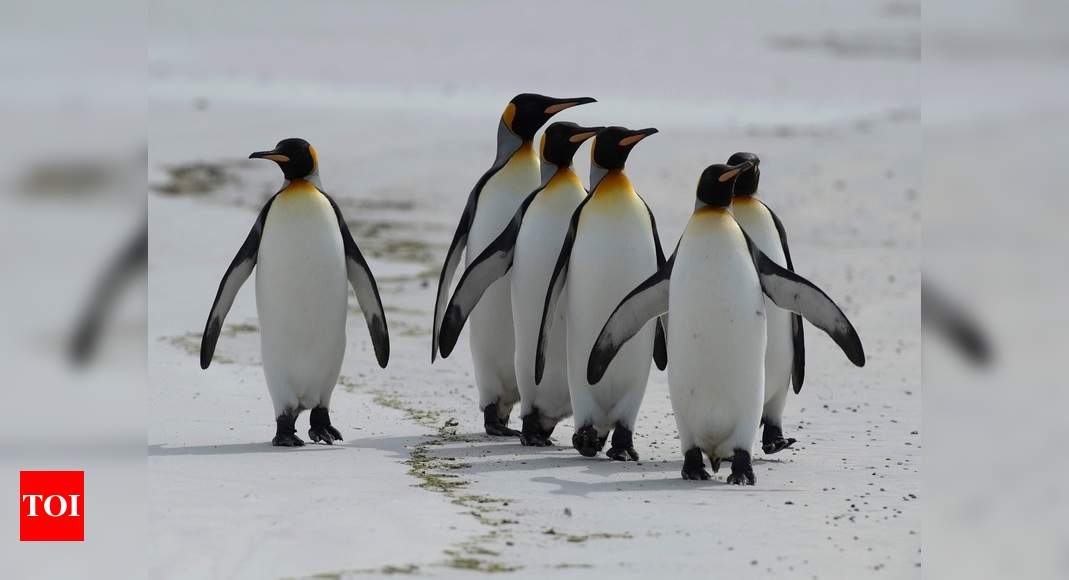 Emperor Penguins Marching Towards Extinction In A Warming World: Study ...