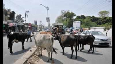 Stray animal menace poses threat to commuters in Dehradun