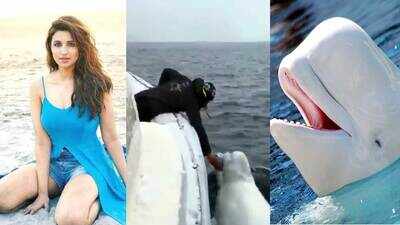 Beluga whales playing fetch are giving Parineeti Chopra major life goals!