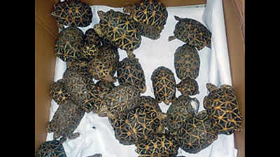 Bengaluru: Man arrested for smuggling star tortoises