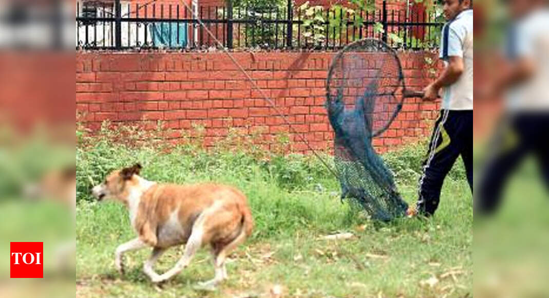 Sterilisation of dogs Mohali municipal corporation probes ‘inflated
