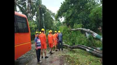 'Bulbul' triggers heavy rainfall, uproots trees in Odisha