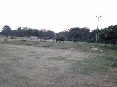 Cows in DDA park