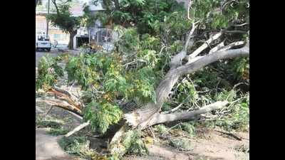 Hyderabad: More trees felled, call for translocation