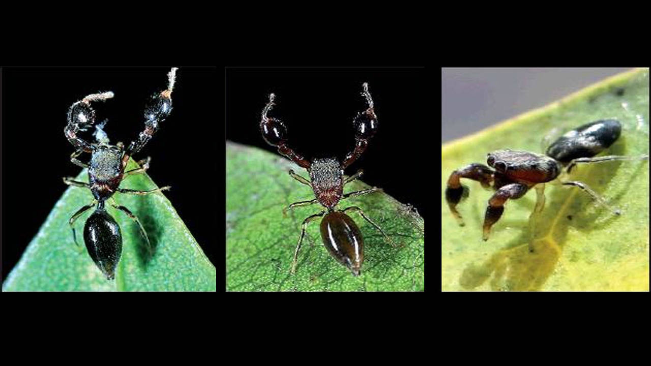 Newly Discovered Spider Species Named After Spider-Man Character Venom