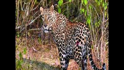 Leopard strikes again, hurts girl; 3rd victim in 2 days