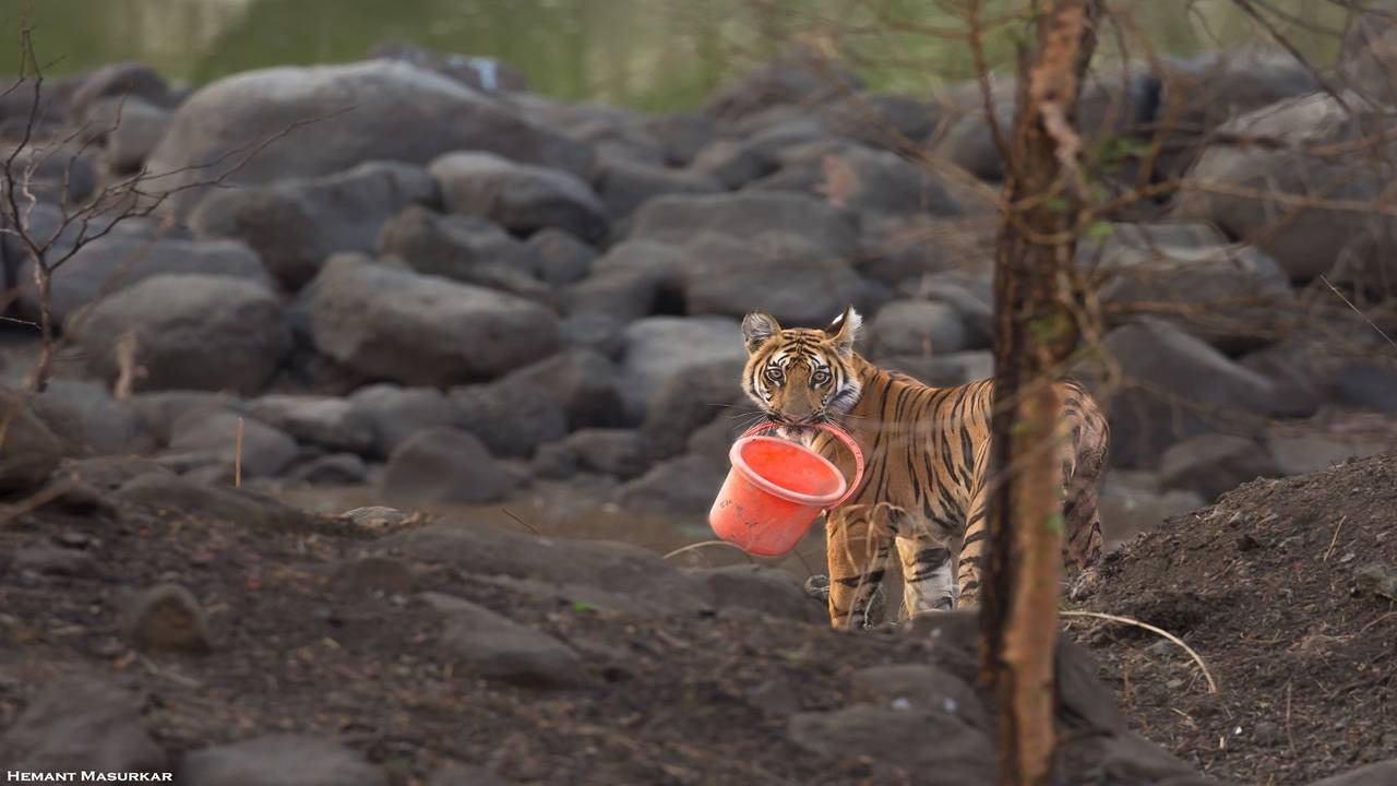 Tiger Takes Record-Breaking 800-Mile Trek Across India