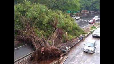 Corporation of the City of Panaji stumped over replacement of fallen trees