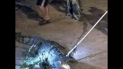 Vadodara: Eight-foot crocodile rescued near Lalbaug bridge, python found near Por village