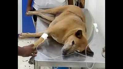 Bengaluru: Angry senior citizen pumps three pellets into stray dog