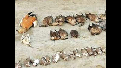 Over 1,000 migratory birds die overnight in Rajasthan salt lake