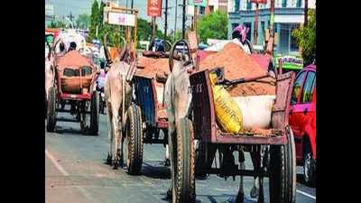 New quarries for bullock carts likely to be opened by January