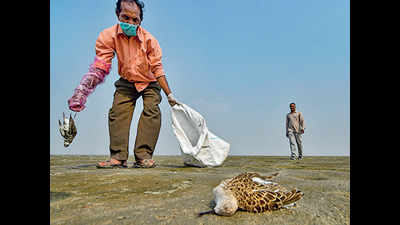 On Day 2, over 1,600 more birds found dead at Sambhar