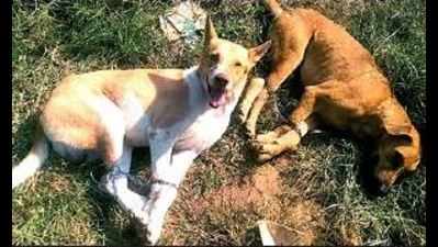 Telangana: Legs bound, 20 dogs taken out of medical college