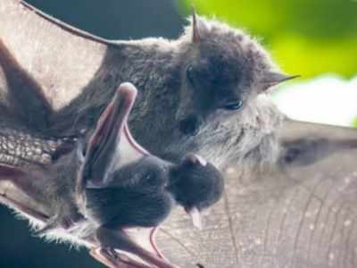 Bats, unlike other mammals, do not show dependence on gut bacteria: Study