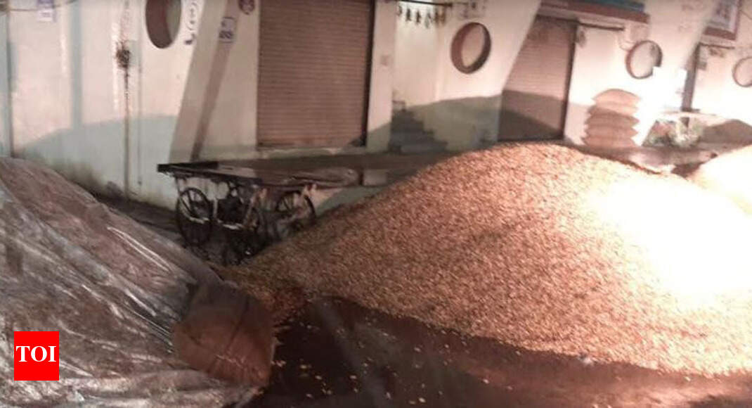 Unexpected rain causes damage of groundnut