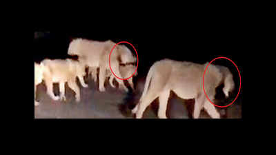 Gujarat: Three lionesses of same pride radio-collared