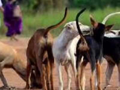 Goa on course to attain first rabies-free state status