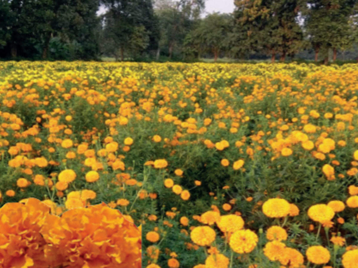 Vadodara Halol Farmers Strike Gold With Marigold Vadodara News Times Of India