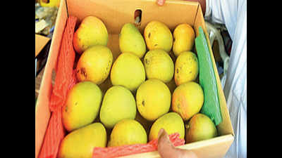 Pune: Bite into Malawi mangoes to beat the winter chill