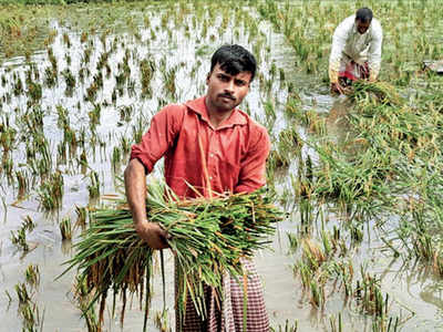 Changing climate wreaks havoc on West Bengal crops, hits kharif yield ...
