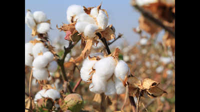 Telangana: Cotton farmers resort to distress sale, traders & touts reap windfall