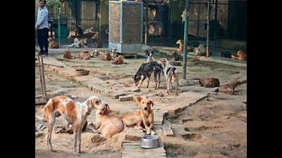 No food, medicines for 2 months, crisis at only Noida animal shelter