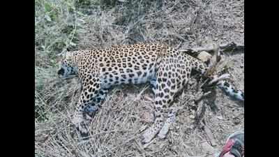 Leopard dies after getting trapped in wire snare, 5 accused arrested