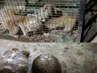 Hyderabad: Medical shop owner held for 'selling' protected wild animals |  Hyderabad News - Times of India